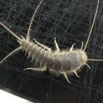 Long tailed Silverfish Control