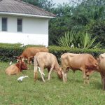 How FG repositioned veterinary, pest control services in two years